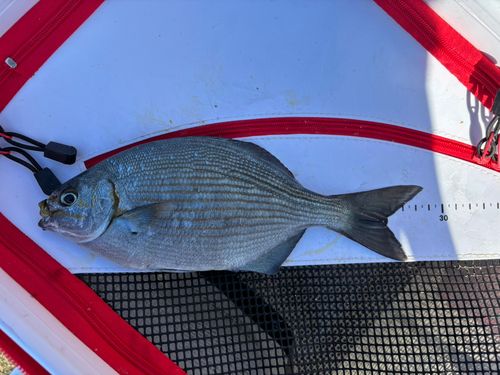 イスズミの釣果