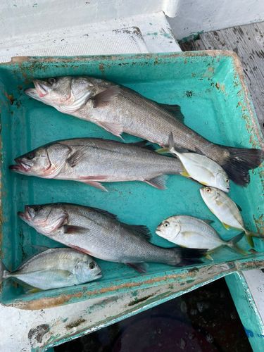 セイゴ（マルスズキ）の釣果