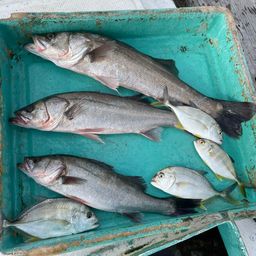 セイゴ（マルスズキ）