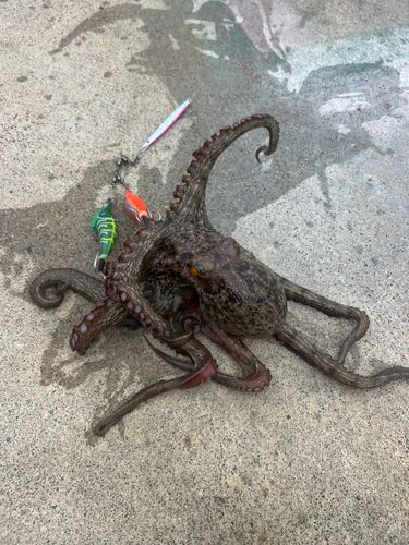 小名浜港アクアマリンふくしま周辺