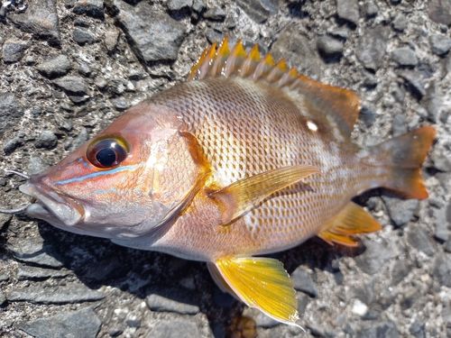 シブダイの釣果