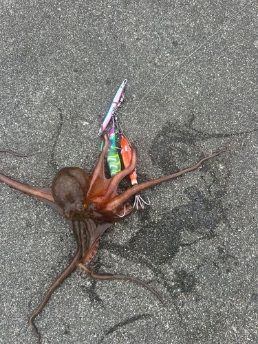 タコの釣果