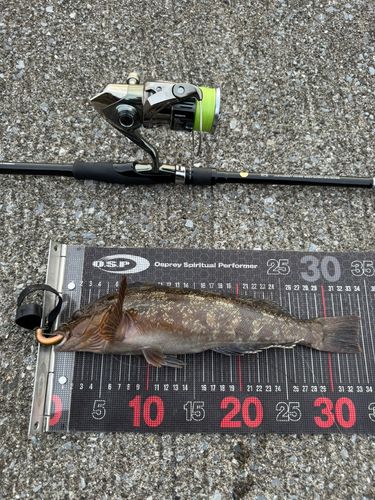 アイナメの釣果