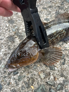 アイナメの釣果