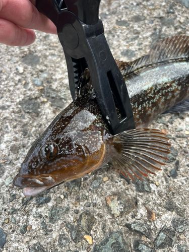 アイナメの釣果