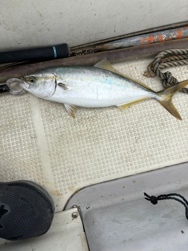 ツバスの釣果