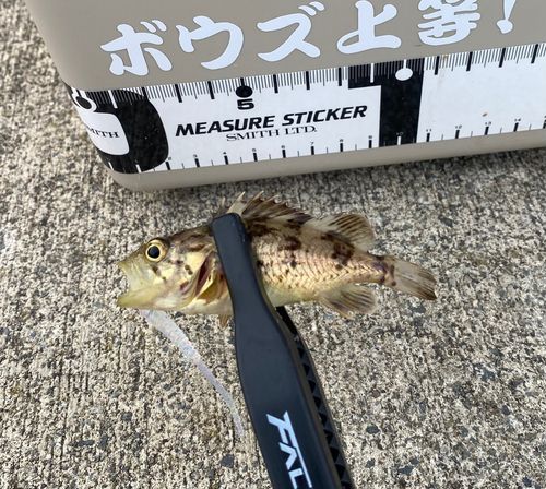 メバルの釣果