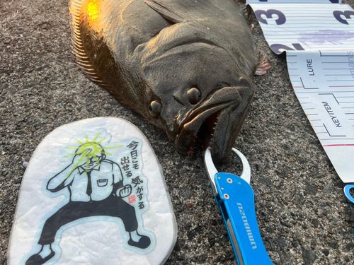 ヒラメの釣果