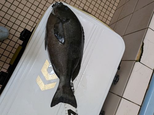 オナガグレの釣果