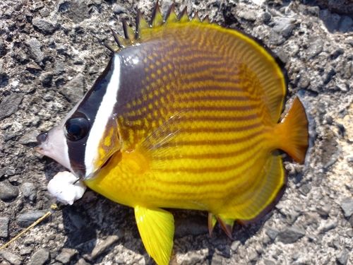 チョウチョウウオの釣果