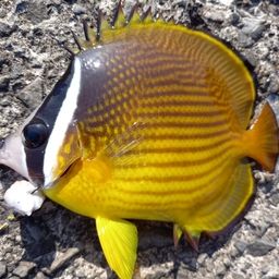 チョウチョウウオ