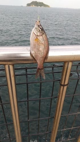 ウミタナゴの釣果