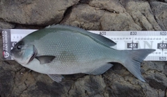 オナガグレの釣果