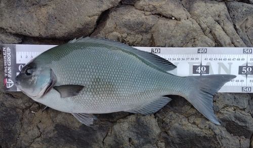 オナガグレの釣果