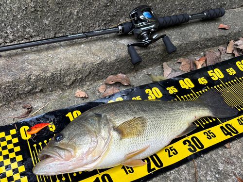 ブラックバスの釣果
