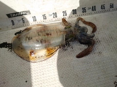 アオリイカの釣果