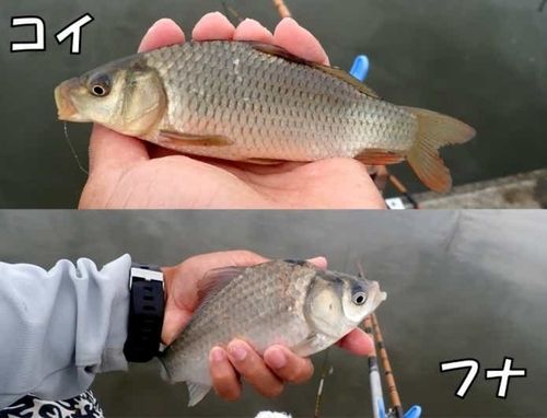 コイの釣果