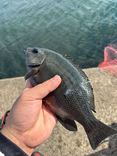 グレの釣果
