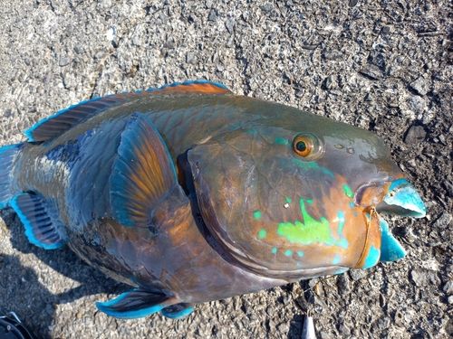 アオブダイの釣果