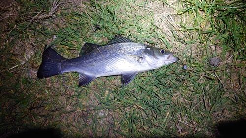 セイゴ（ヒラスズキ）の釣果