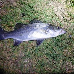 セイゴ（ヒラスズキ）