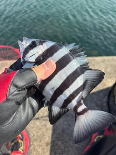 サンバソウの釣果