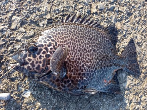 イシガキダイの釣果