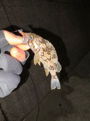 クロソイの釣果