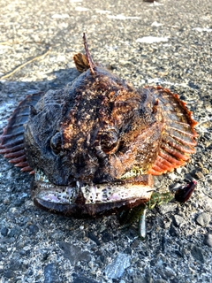 ギスカジカの釣果