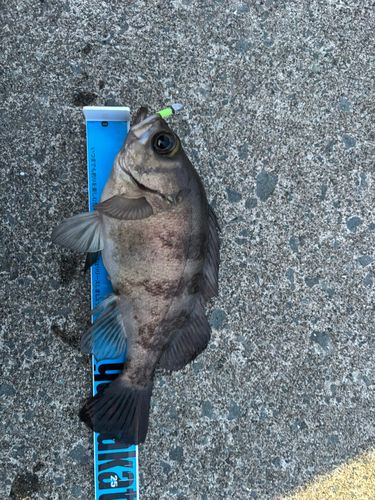 メバルの釣果