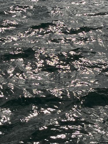 ヒイラギの釣果