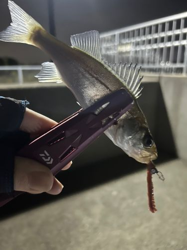 セイゴ（ヒラスズキ）の釣果