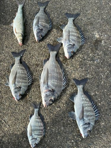 クロダイの釣果