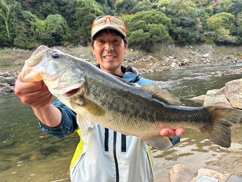 ラージマウスバスの釣果