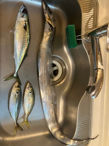 タチウオの釣果