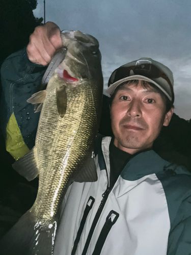 ラージマウスバスの釣果