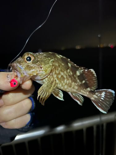 新舞子マリンパーク