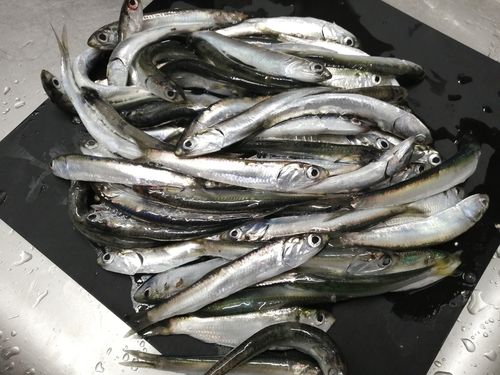 若洲海浜公園海釣り施設