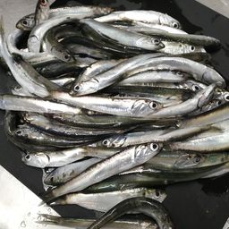 カタクチイワシ