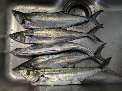 神戸沖堤防（7防）