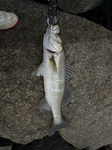 関門海峡 （福岡）