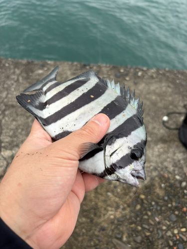 サンバソウの釣果