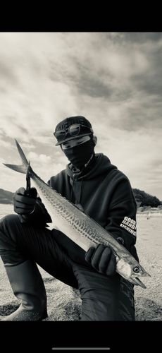 サゴシの釣果