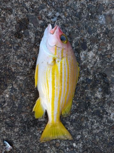 ヨコスジフエダイの釣果