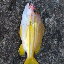 ヨコスジフエダイ