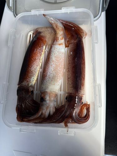 スルメイカの釣果