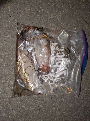 スルメイカの釣果