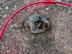 サザナミフグの釣果