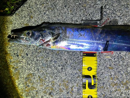 タチウオの釣果