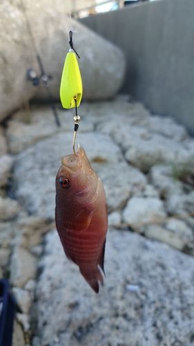 アカハタの釣果